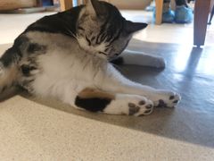 -藏猫猫咖啡主题馆(中央大道店)