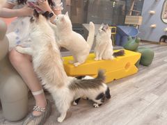 -BABIT巴比特宠物(MOMOPARK店)