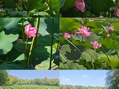 -长春市南湖公园