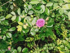 -洋湖国家湿地公园