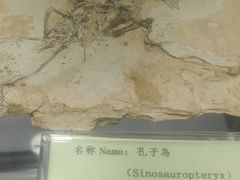 -房山世界地质公园博物馆