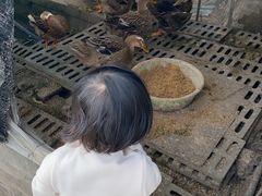 -菊园百果园