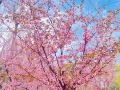 -上海滨江森林公园