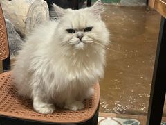 -猫猫幼稚园·撸猫·桌游·电玩