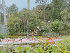 -新加坡飞禽公园
