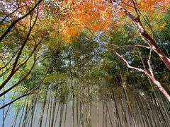 -秋霞圃
