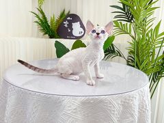-山宅一喵德文卷毛猫舍