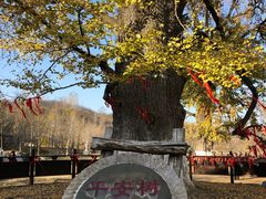 -千年银杏谷文化旅游区