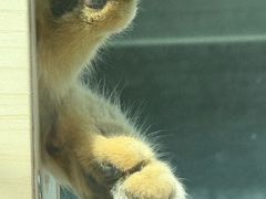 -青藏高原野生动物园