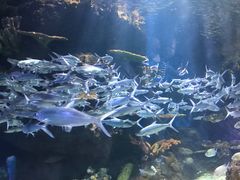 -华夏文旅海洋公园