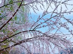 -桃花堤公园