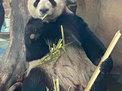 -成都动物园