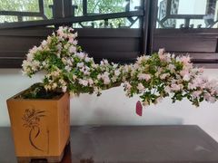 -上海醉白池公园