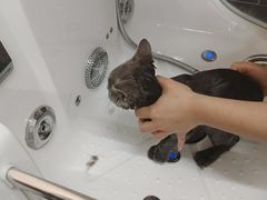 -babydoll猫舍·米努特·德文·缅因(久光中心店)