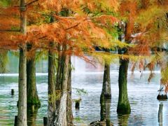 -白鹭湾湿地公园