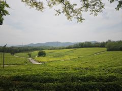 -宜兴龙背山森林公园