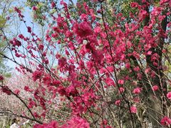 -南汇桃花村