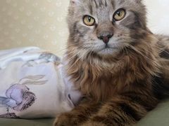 -猫大福·Fortune Cat猫舍(百子湾店)