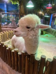 -宝燕乐园(闵行旗舰店)