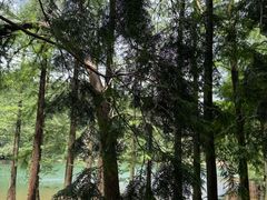 -四明山国家森林公园