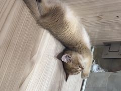 -屋虎猫馆(宝安大仟里店)