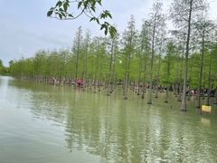 -泗洪洪泽湖湿地景区