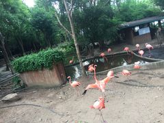 -清迈夜间动物园