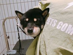 -電力宠物公司(武定路店)