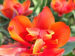 -石家庄市植物园