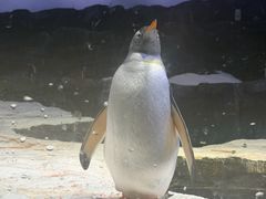 -新加坡飞禽公园