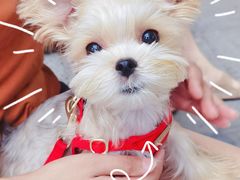 -阿婉贵州苗家酸汤鱼(梅林店)