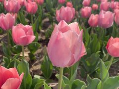 -廊坊文化艺术中心