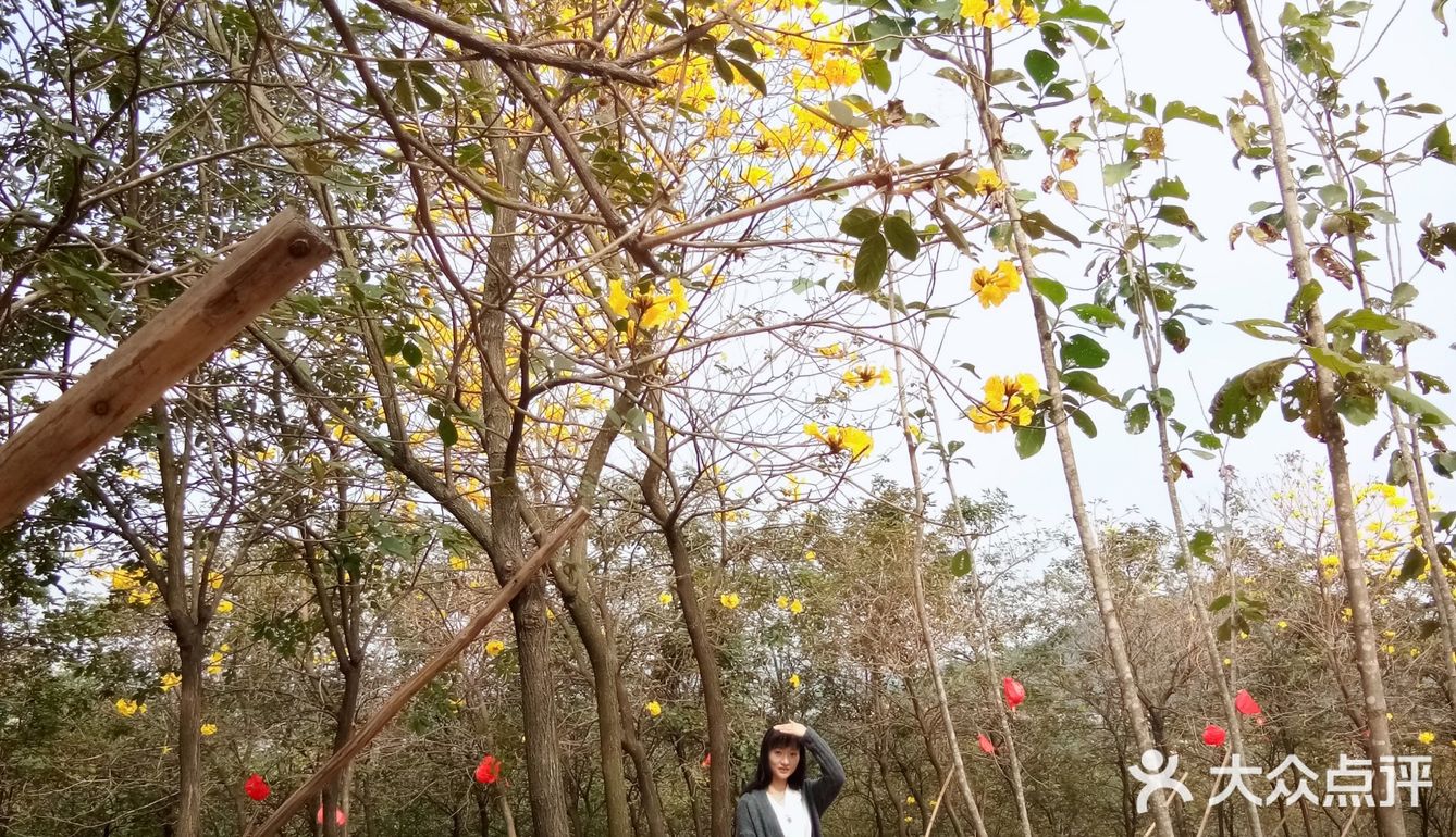 春日出游攻略3  云梯山的黄花铃木开啦