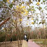 春日出游攻略3  云梯山的黄花铃木开啦