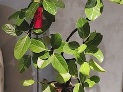 -老绥元烧麦·家常菜(如意店)