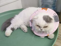 -拜鲁耶动物诊疗中心·宠家动物医院