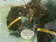 -四海鲜渔家菜(黄金海岸店)