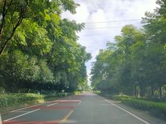 -铁山坪森林公园