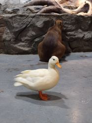 -Zoolung Zoolung动物主题公园(海信广场店)