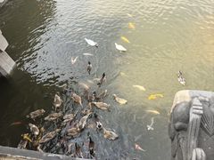 -郝刚刚羊杂割(柳巷店)