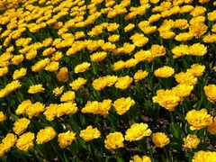 郁金香园-长春公园(普阳街道)