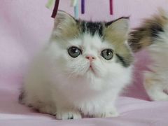 -Bastet sally猫舍购宠(静安店)