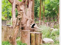 -都江堰中华大熊猫苑