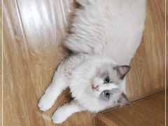 -滚猫咖啡·猫咖·猫友好撸猫(未来城店)
