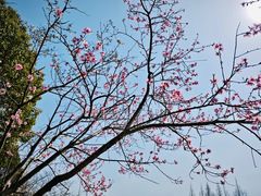 -高东镇樱花园