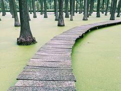-渌洋湖湿地公园