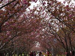 -高东镇樱花园