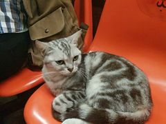 -猫咪博物馆(顶澳仔猫街店)