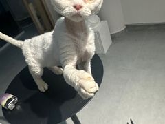 -琪喵猫屋·撸猫猫咖·猫舍