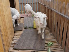 -上海崇明金茂凯悦酒店